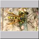 Banchus sp - Schlupfwespe 04a 12mm OS-Wallenhorst-Lehmkuhle.jpg